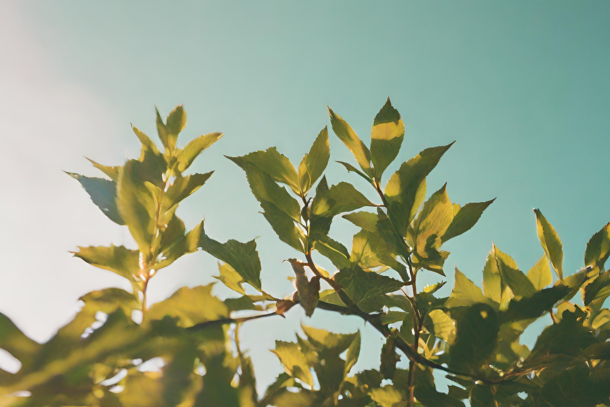 Nature Sounds for Relaxation: The Ultimate Guide to Natural Serenity