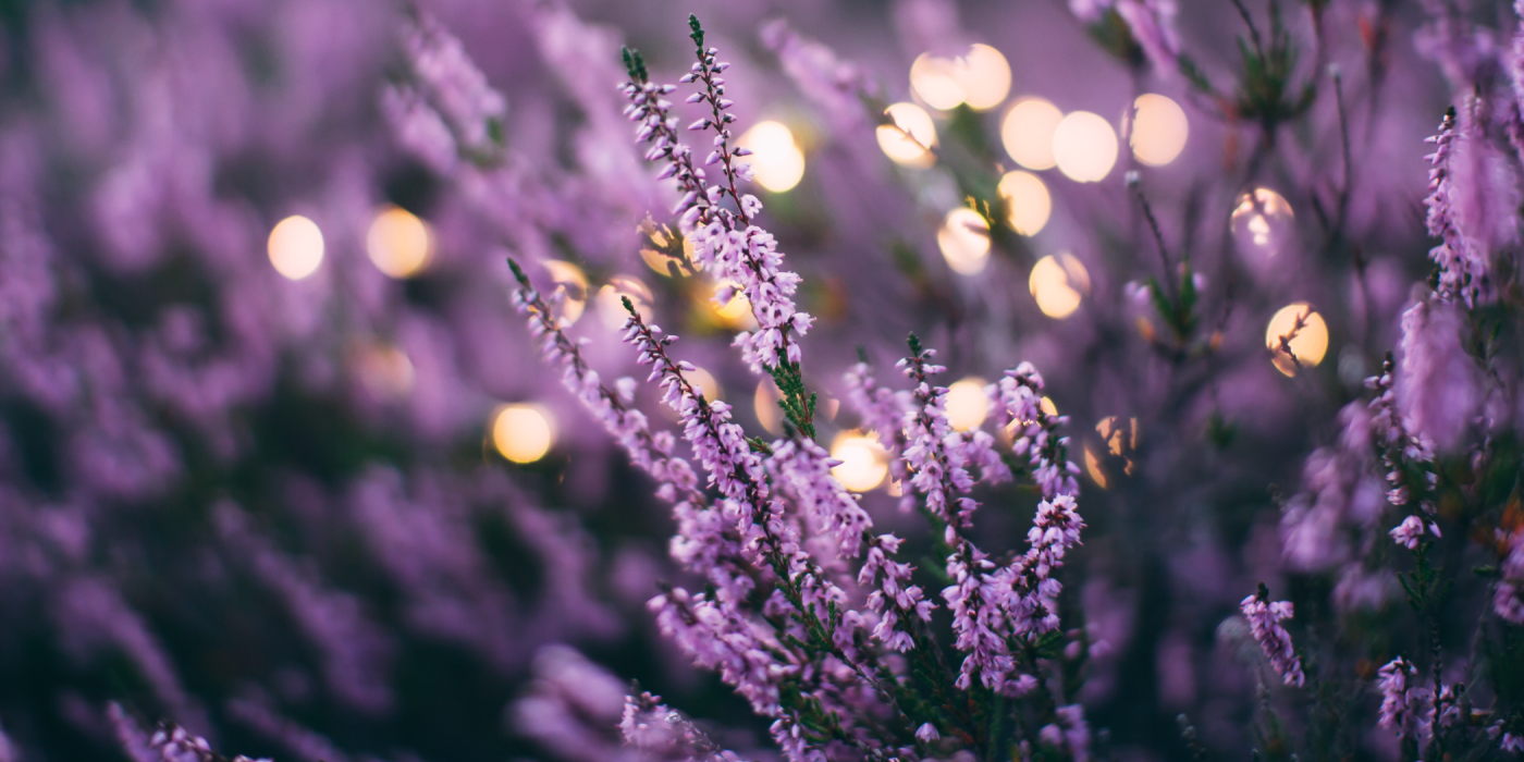 The Best Water-Based Essential Oils for Relaxation