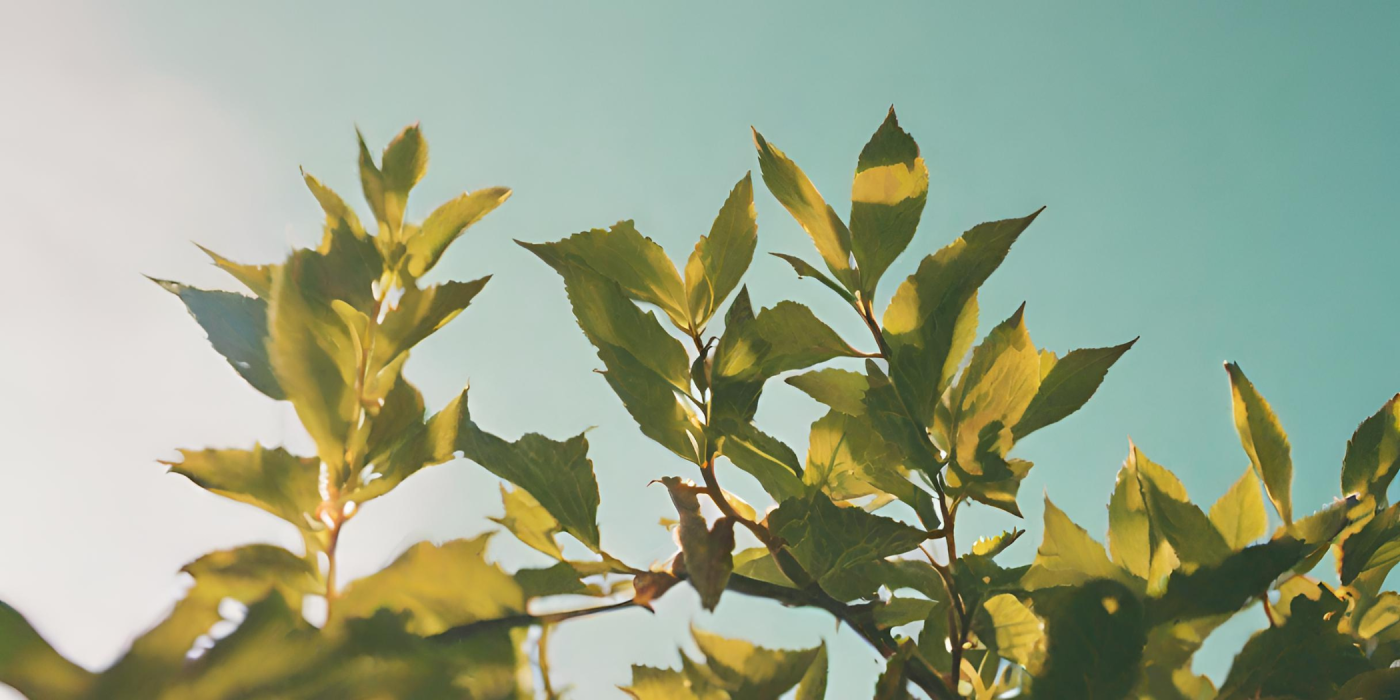 Nature Sounds for Relaxation: The Ultimate Guide to Natural Serenity