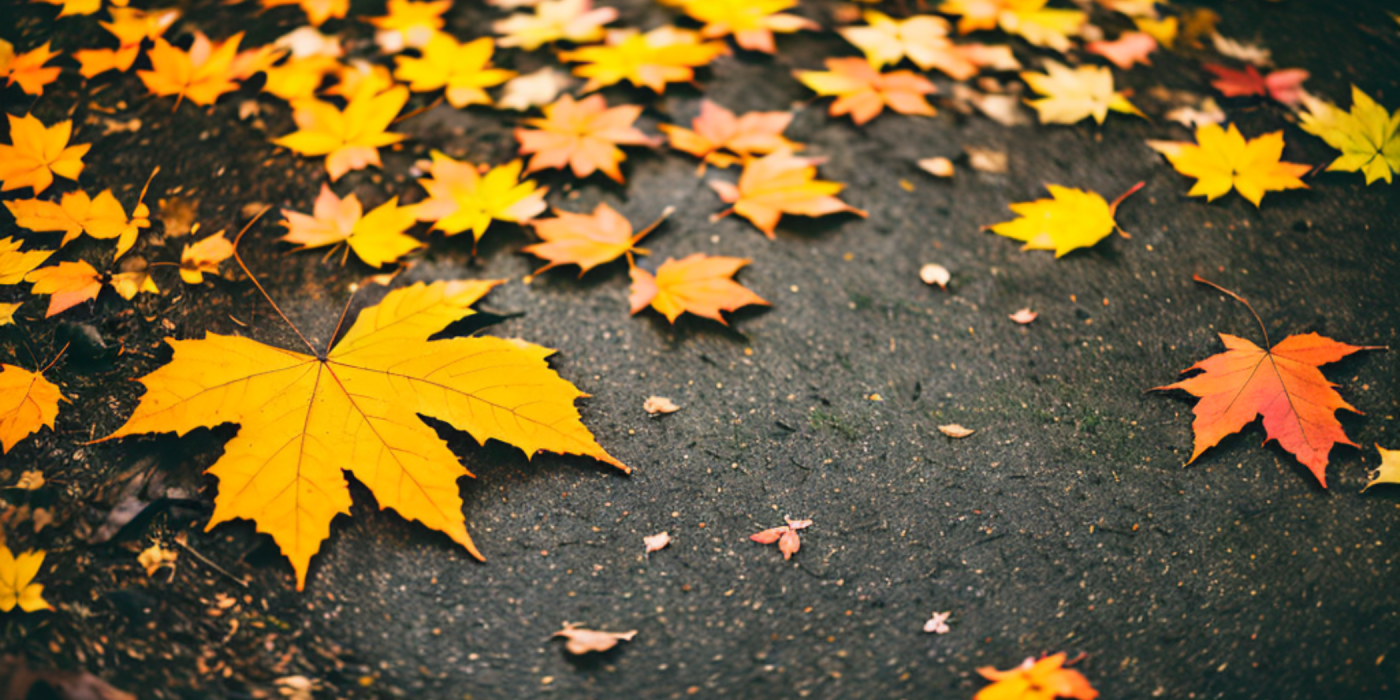 The Fall of the Leaves: A Celebration of Autumn Colours in Britain