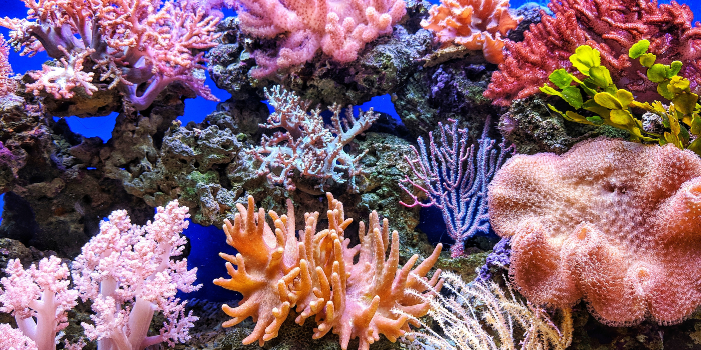 The Great Barrier Reef: A Geological Gem and Biodiversity Beacon