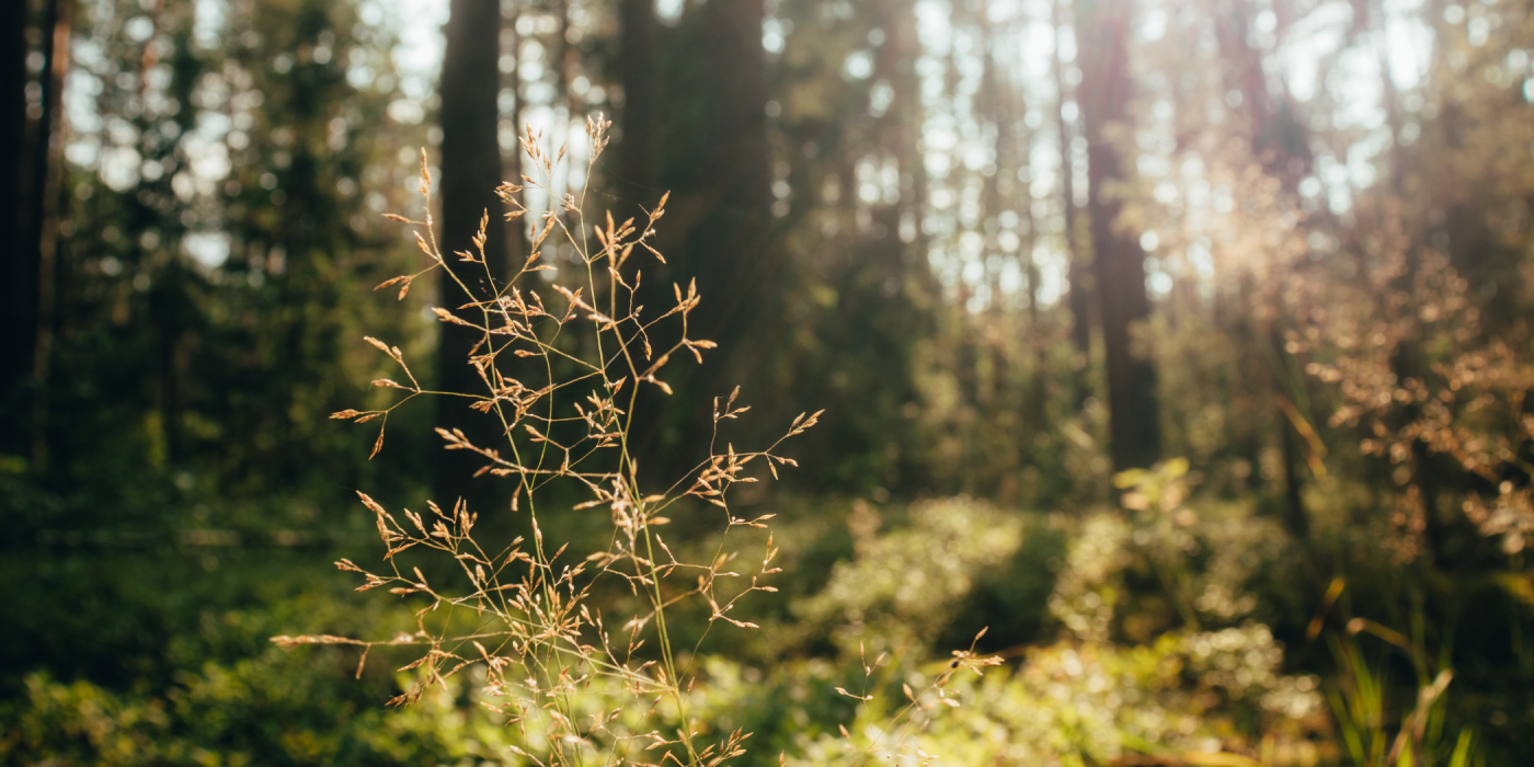 Unveiling Nature's Secrets: The Joy of Plant Identification on Nature Walks