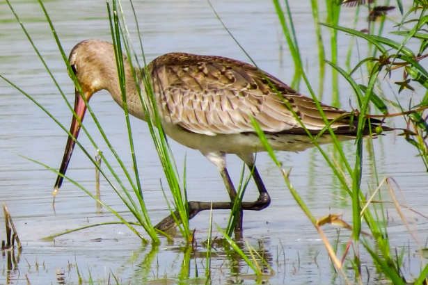 What is Birdwatching? How You Can Complete Your Birdwatching List