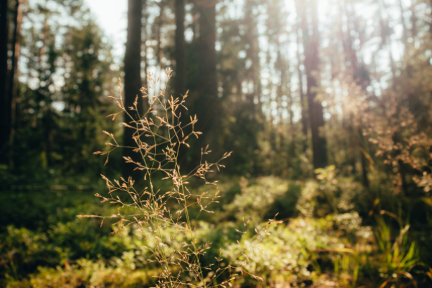 Unveiling Nature's Secrets: The Joy of Plant Identification on Nature Walks