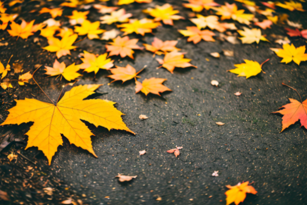 The Fall of the Leaves: A Celebration of Autumn Colours in Britain