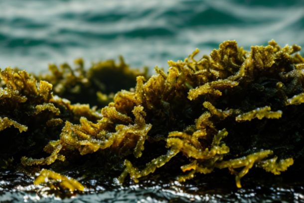 Seaweed Salad: The Marine Superfood
