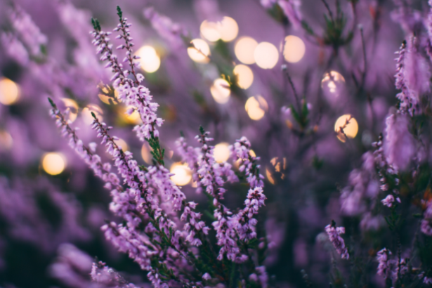The Best Water-Based Essential Oils for Relaxation